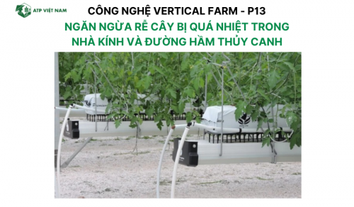 Ngăn ngừa Rễ Cây Bị Quá Nhiệt trong Nhà Kính và Đường Hầm Thủy Canh