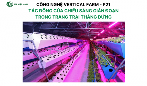 Kiểm tra tác động của lịch trình ánh sáng gián đoạn trong các trang trại trong nhà