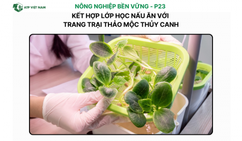 Kết Hợp Lớp Học Nấu Ăn với Trang Trại Thảo Mộc Thủy Canh