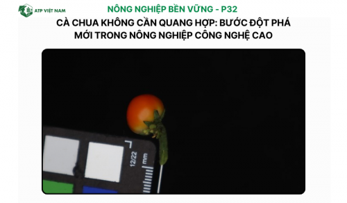 Cà chua không cần quang hợp: Bước đột phá mới trong nông nghiệp công nghệ cao