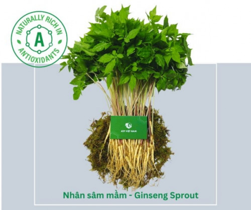 Hàm lượng chất chống oxy hóa trong Nhân sâm mầm theo giai đoạn tăng trưởng