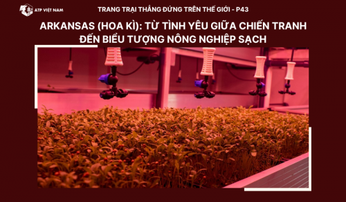 Arkansas (Hoa Kì): Từ Tình Yêu Giữa Chiến Tranh Đến Biểu Tượng Nông Nghiệp Sạch