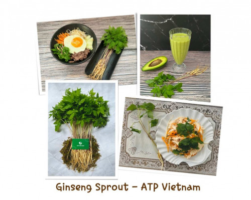 Trải nghiệm ẩm thực mới với Nhân sâm mầm ATP Việt Nam