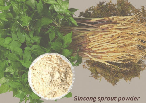 Bột nhân sâm mầm - nguyên liệu cho thực phẩm chức năng và mỹ phẩm