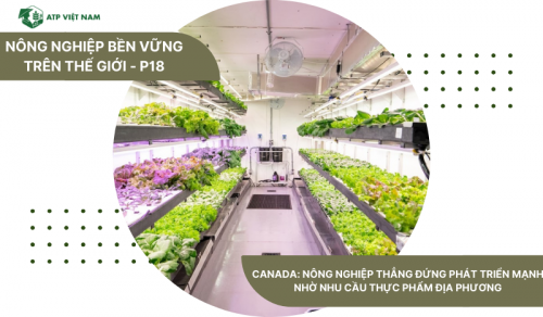 Canada: Nông nghiệp thẳng đứng phát triển mạnh nhờ nhu cầu thực phẩm địa phương
