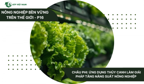 Châu Phi: Ứng Dụng Thủy Canh Làm Giải Pháp Tăng Năng Suất Nông Nghiệp
