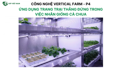 Ứng dụng trang trại thẳng đứng trong việc nhân giống cà chua