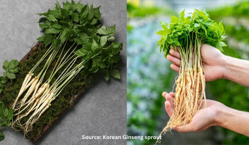 Nhân sâm mầm – nhân sâm thế hệ mới của Hàn quốc