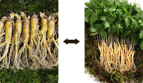 Sự khác biệt giữa Nhân sâm lâu năm và Nhân sâm mầm