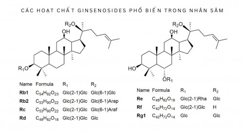 Ginsengoside - Saponin in Ginseng