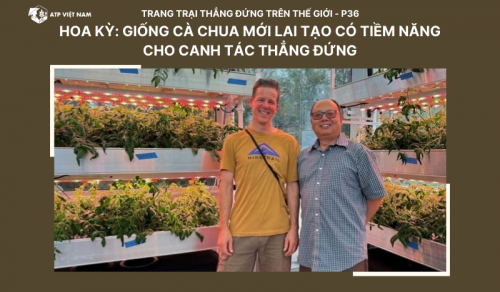 Hoa Kỳ: Giống cà chua mới lai tạo có tiềm năng cho canh tác thẳng đứng