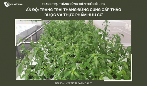 Ấn Độ: Trang trại thẳng đứng cung cấp thảo dược và thực phẩm hữu cơ