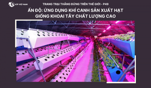 Ấn Độ: Ứng Dụng Khí Canh Sản Xuất Hạt Giống Khoai Tây Chất Lượng Cao