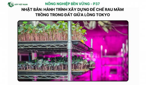 Nhật Bản: Hành trình xây dựng đế chế rau mầm trồng trong đất giữa lòng Tokyo