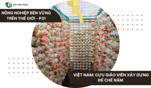 Việt Nam: Cựu giáo viên xây dựng đế chế nấm