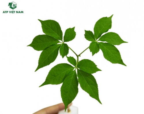 Hàm lượng Ginsenosides trong lá nhân sâm Panax Ginseng