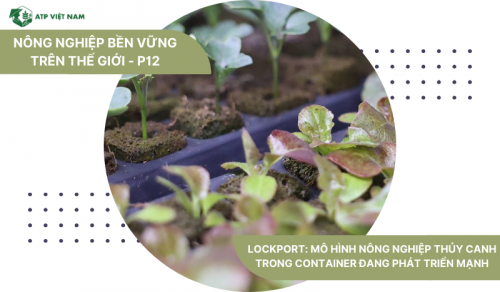 Lockport: Mô Hình Nông Nghiệp Thủy Canh Trong Container Đang Phát Triển Mạnh
