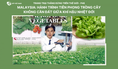 Malaysia: Hành Trình Tiên Phong Trồng Cây Không Cần Đất Giữa Khí Hậu Nhiệt Đới