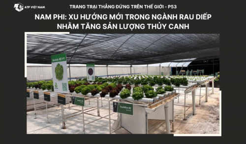 Nam Phi: Xu hướng mới trong ngành rau diếp nhằm tăng sản lượng thủy canh