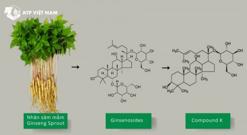 Công dụng chống oxy hóa, chống viêm và chống huyết khối của chiết xuất từ nhân…