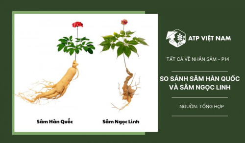 So sánh sâm Ngọc Linh và sâm Hàn Quốc