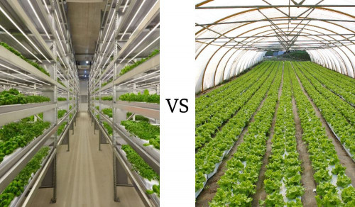 Sự khác biệt giữa trang trại thẳng đứng và nhà kính
