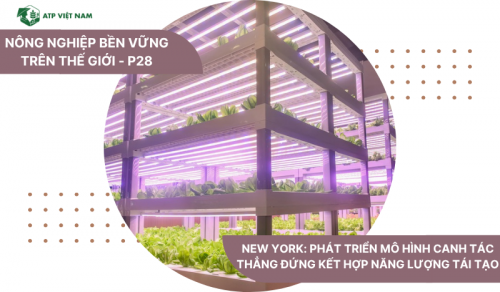 New York: Phát triển mô hình canh tác thẳng đứng kết hợp năng lượng tái tạo
