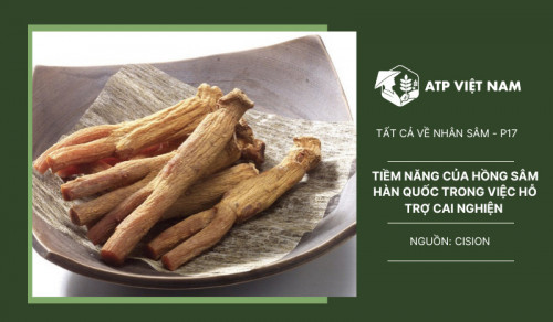 Tiềm năng của Hồng sâm trong việc hỗ trợ cai nghiện