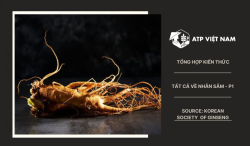 Giá trị dược liệu của nhân sâm Hàn Quốc trong y học phương Đông