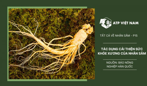 Bằng chứng khoa học về tác dụng cải thiện sức khỏe xương của nhân sâm