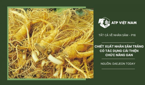 Chiết xuất nhân sâm trắng Hàn quốc có tác dụng cải thiện chức năng gan