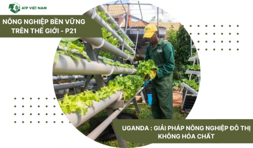 Uganda : Giải pháp nông nghiệp đô thị không hóa chất