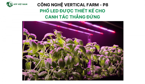 Phổ LED được thiết kế cho canh tác thẳng đứng