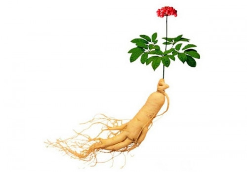 Nhân sâm Hàn quốc-Panax ginseng, Araliaceae