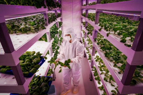 Vertical farming – Trang trại thẳng đứng