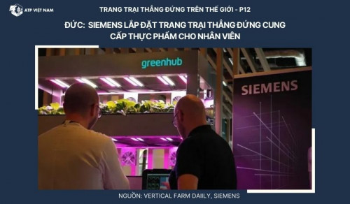 Đức: Siemens Frankfurt lắp đặt hệ thống canh tác thẳng đứng cho nhân viên