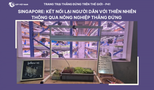 Singapore: Phát triển nông nghiệp thẳng đứng kết nối con người với thiên nhiên