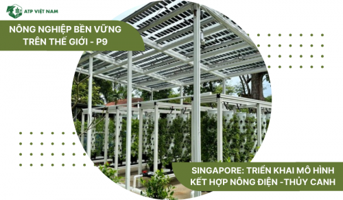 Singapore: Triển khai mô hình kết hợp nông điện - thủy canh