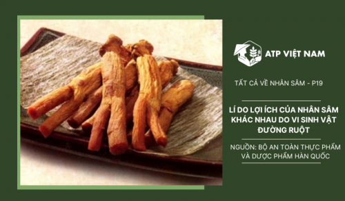 Lí do lợi ích của nhân sâm ở mỗi người là khác nhau là do hệ vi sinh vật đường…