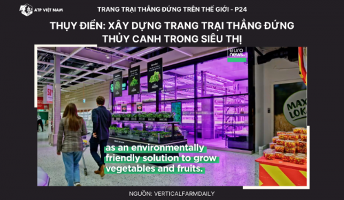 Thụy Điển: Xây dựng trang trại thẳng đứng thủy canh trong siêu thị