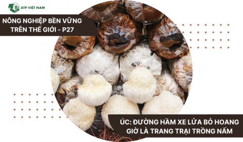 Úc: Đường Hầm Xe Lửa Bỏ Hoang Giờ Là Trang Trại Trồng Nấm