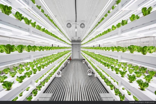 Triển vọng tăng trưởng của thị trường trang trại thẳng đứng…