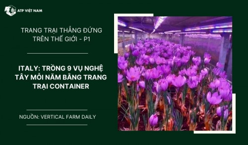 Ý: Trồng 9 vụ nghệ tây mỗi năm bằng trang trại container