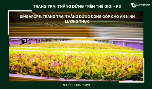 Singapore: Trang trại thẳng đứng đóng góp cho an ninh lương thực