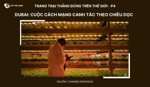 Dubai: Bên trong cuộc cách mạng canh tác theo chiều dọc đang bén rễ ở Trung Đông