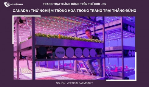 Canada: Thử nghiệm trồng hoa trong trang trại thẳng đứng