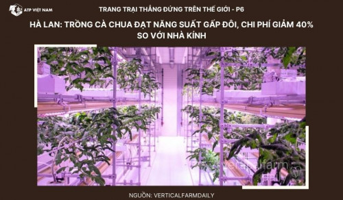 Hà Lan: Trang trại thẳng đứng trồng cà chua đạt năng suất gấp đôi, chi phí giảm…