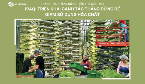 Iraq: Triển Khai Canh Tác Thẳng Đứng Để Giảm Sử Dụng Hóa Chất
