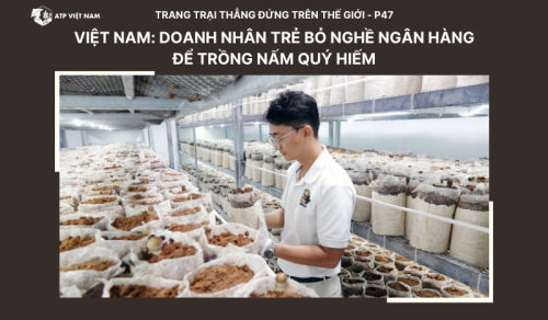 Việt Nam: Doanh nhân trẻ bỏ nghề ngân hàng để trồng nấm quý hiếm
