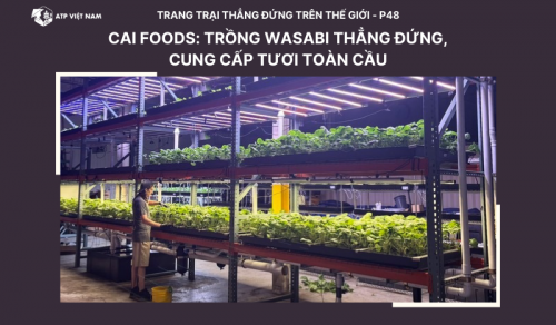 Nhật Bản: Tiên phong trồng wasabi thẳng đứng, mang hương vị Nhật Bản đến toàn…